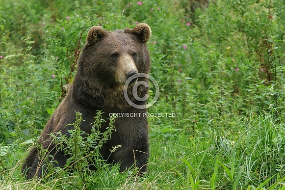 Brown bear