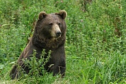 Brown bear