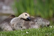 Canada geese, gosling