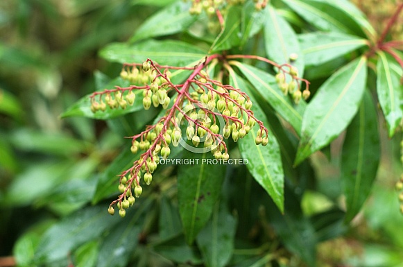 Close up of a bunch of flower buds