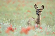 Female roe deer