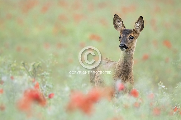 Female roe deer