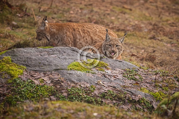 Eurasian lynx in the nature habitat. Beautiful and charismatic animal. Wild Europe. European wildlife. Animals in european forests. Lynx lynx.