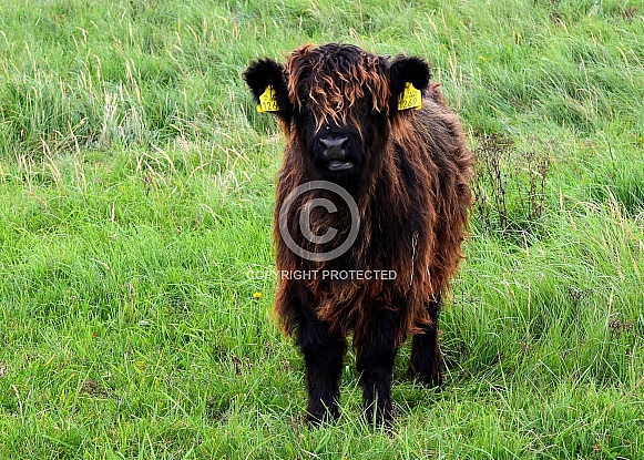 Highland Cow