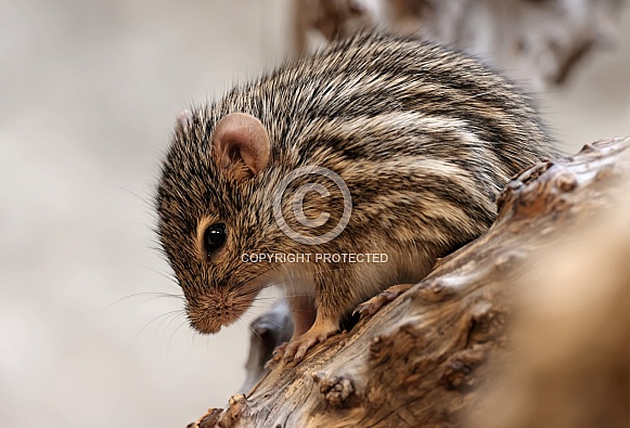 Barbary striped grass mouse (Lemniscomys barbarus)