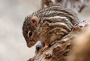 Barbary striped grass mouse (Lemniscomys barbarus)