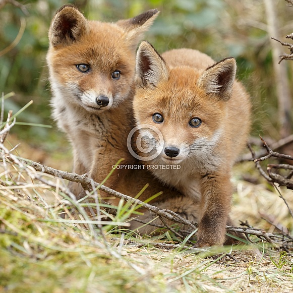 Red fox cubs