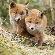 Red fox cubs