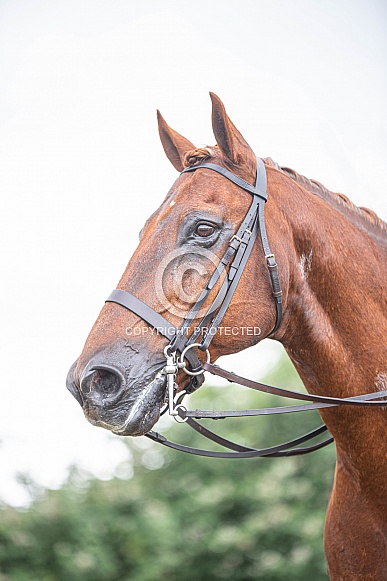Chestnut Horse Chestnut Horse