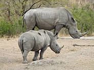 Rhinoceros with baby