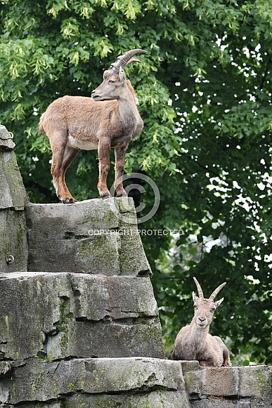 The Alpine ibex (Capra ibex)