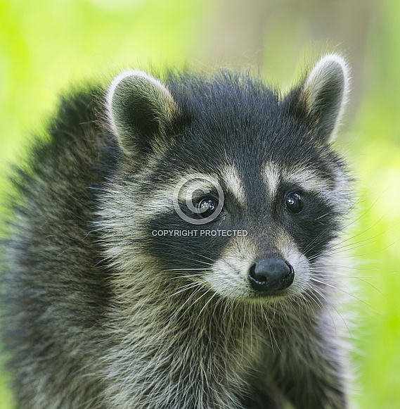 Raccoons