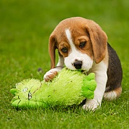 Beagle Puppy with Toy