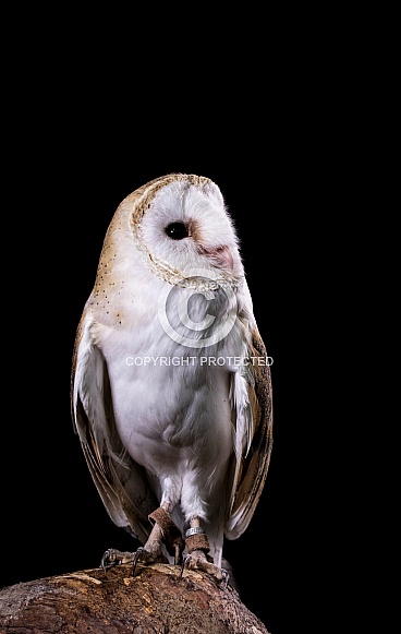 Barn Owl Full Body Looking Upwards Black Background