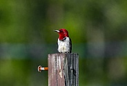 Red-headed Woodpecker - melanerpes erythrocephalus - perched and relaxed on fence post. Blurred green background