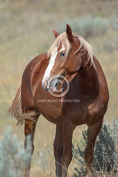 Wild Horse (Equus caballus)