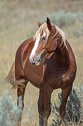 Wild Horse (Equus caballus)