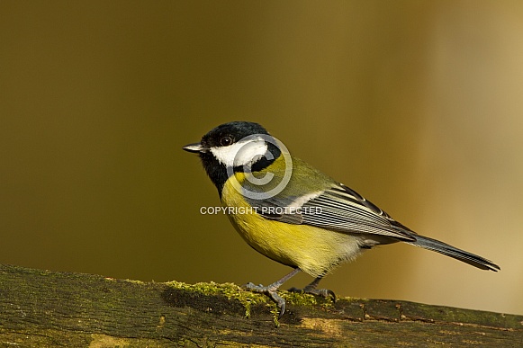 The great tit (Parus major)