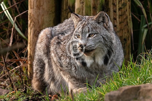 Canada Lynx Lying Down Canada Lynx Lying Down