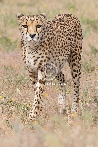 Cheetah