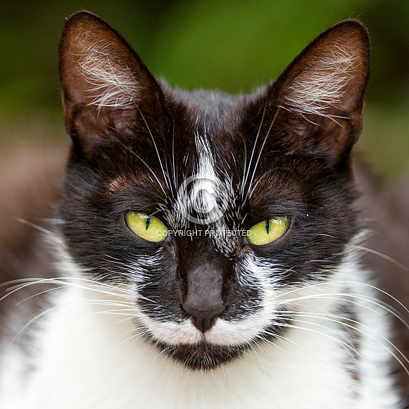 Black and White Cat Black and White Cat