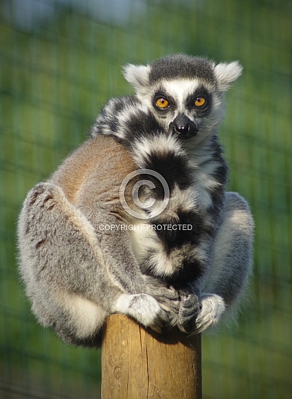 Lemur