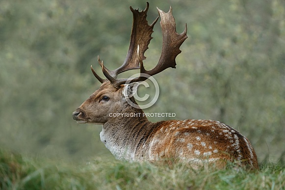Fallow deer Fallow deer