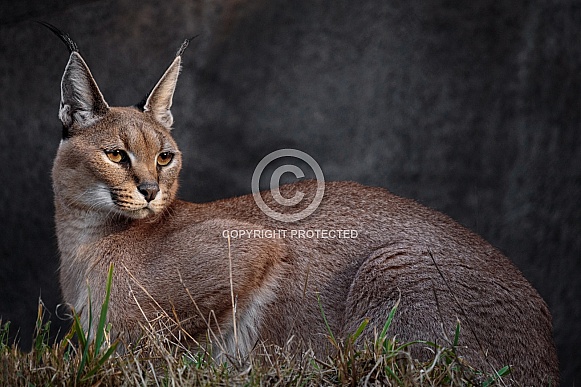 Caracal