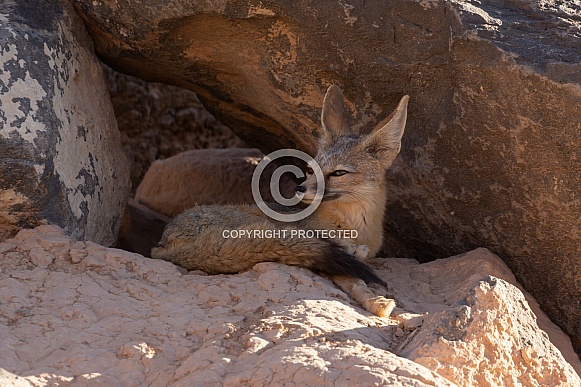 Kit Fox, Vulpes macrotis Kit Fox, Vulpes macrotis