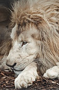White Lion