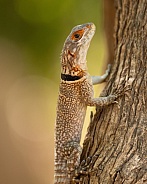 Cuvier's Madagascar Swift - Iguana