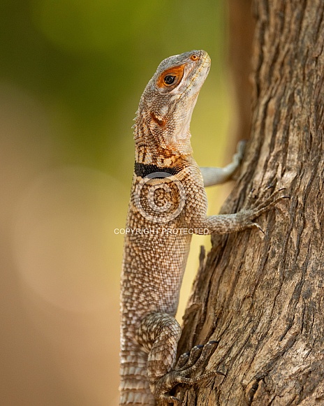Cuvier's Madagascar Swift - Iguana Cuvier's Madagascar Swift - Iguana