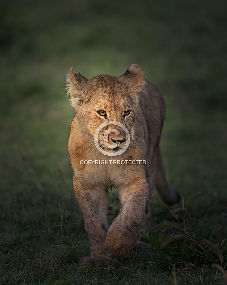 Lion cub walking in the morning light Lion cub walking in the morning light