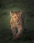 Lion cub walking in the morning light