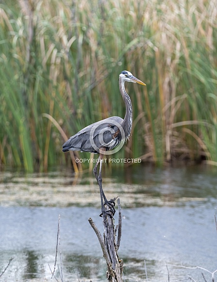 Great blue heron standing on a branch near the water