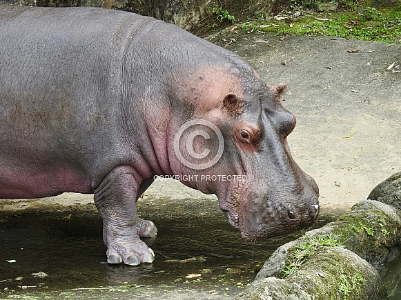 Hippopotamus