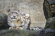 Snow leopard lying down in an interesting position!