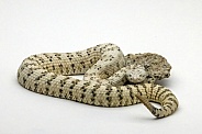 White Speckled Rattlesnake