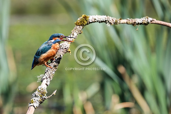 European Kingfisher