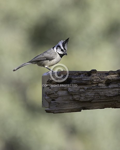 A Bridled Titmouse in Arizona