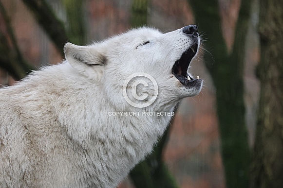 Hudsonbay wolf