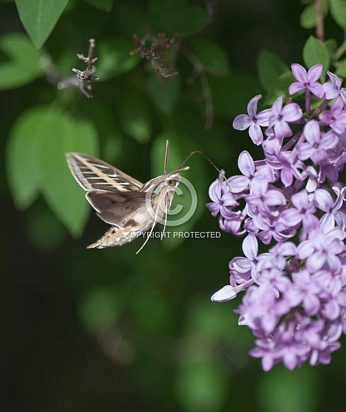 Hummingbird hawkmoth
