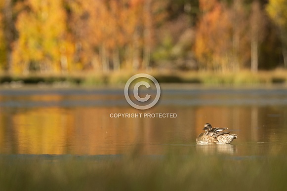 Mallard duck, Anas platyrhynchos Mallard duck, Anas platyrhynchos