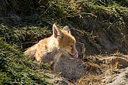 Red fox cub/cubs in nature