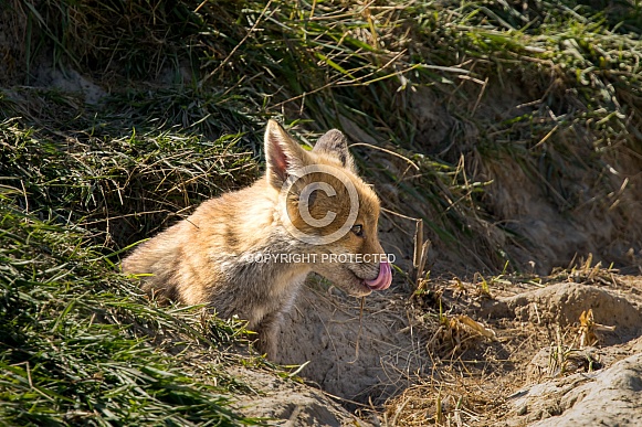 Red fox cub/cubs in nature