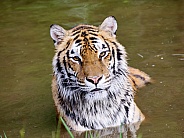 Siberian tiger