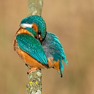 Preening Kingfisher