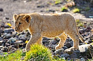 Lion Cub