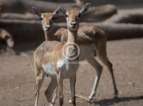 Indian Gazelle (Chinkara) Indian Gazelle (Chinkara)