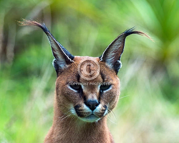 caracal